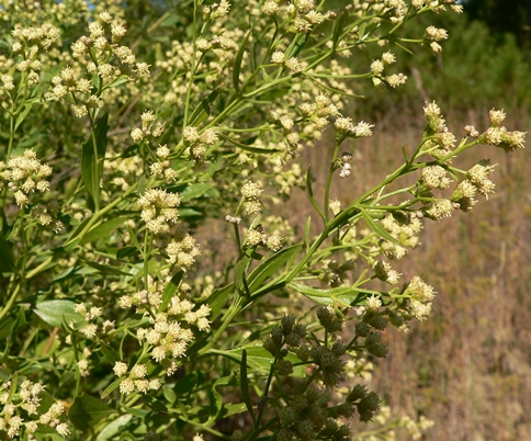 {Baccharis halimifolia}